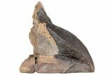 Unworn & Partially Rooted Triceratops Tooth - South Dakota #73873-2